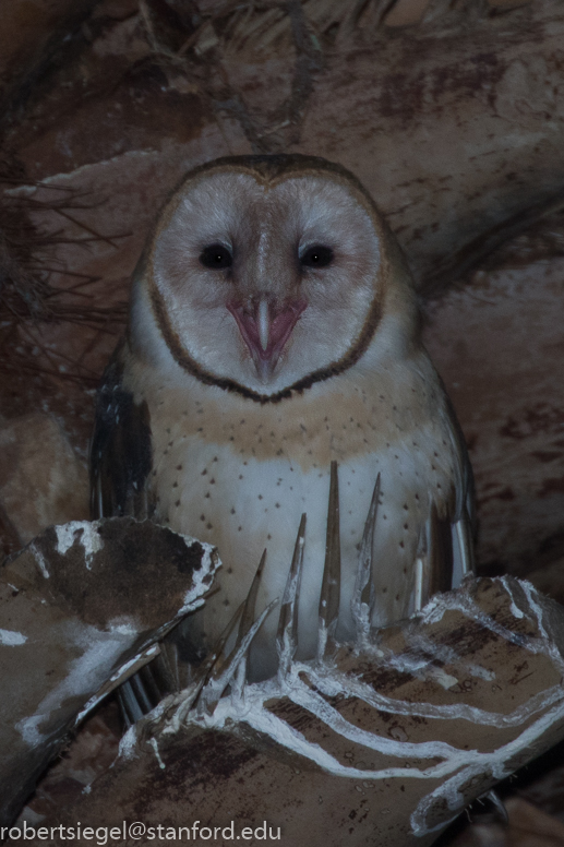 barn owl